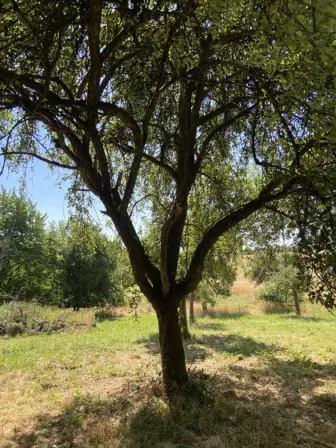 Foto treephoto-xnbmtzbrtttz1qzav1syq58u.jpeg