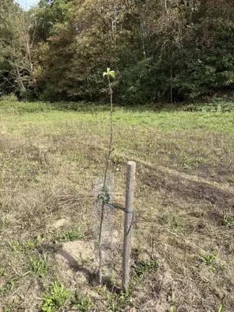 Foto treephoto-qqy9wm8peq1q4ll525bevmcr.jpeg