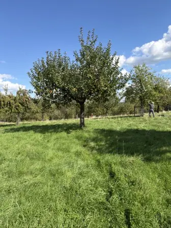 Foto treephoto-jbzstzaqoo2tbdl20muystr8.jpeg