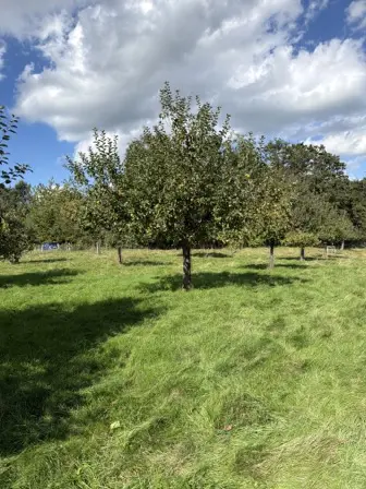 Foto treephoto-ojs4urmucl5t4q9ijr2oifvc.jpeg