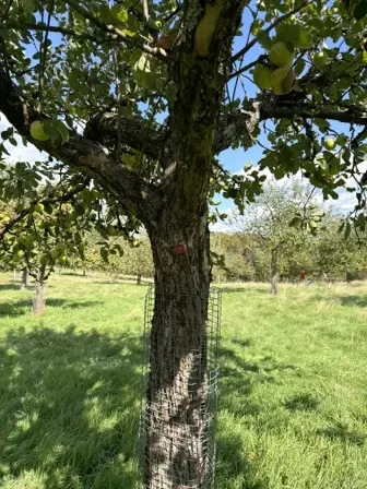 Foto treephoto-qjrpu6n1qehyz2yqv30gmkuz.jpeg