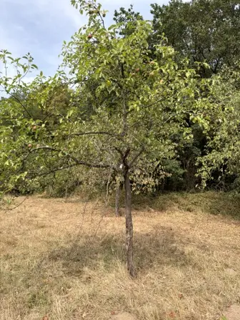 Foto treephoto-v3l7d20wncw5yddrstmja47v.jpeg