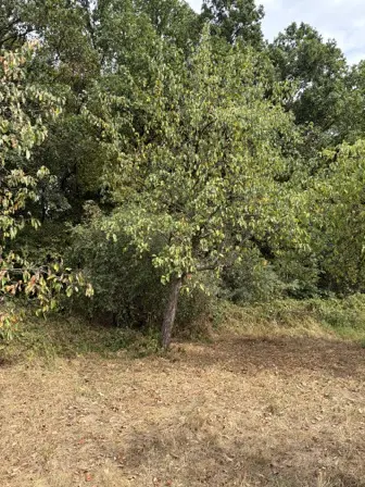Foto treephoto-yez1smwfsffp72i38qa6jmys.jpeg