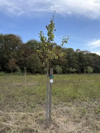 Foto treephoto-ft27ekvp1zsb3dwa5gdqnz93.jpeg