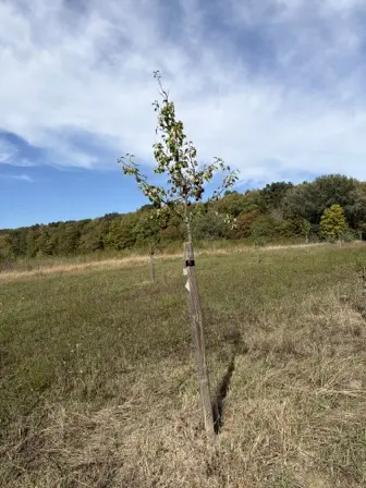 Foto treephoto-kfnq02kzlk9a8mwqve22vd8u.jpeg