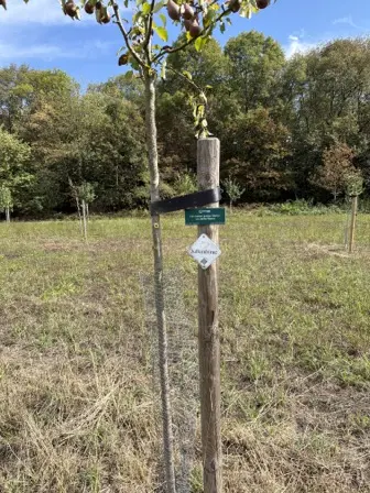Foto treephoto-sy5wtaoilqb2fuys7kyc44gy.jpeg