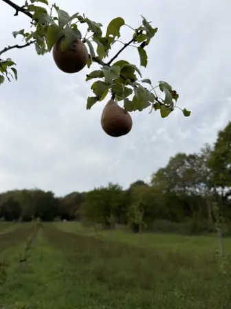 Foto treephoto-u93cd5bo5qdgzw1ehxfdvjmo.jpeg