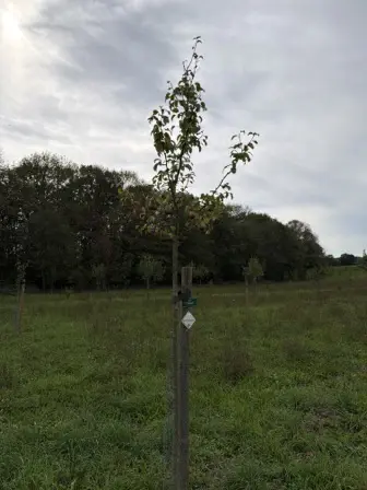 Foto treephoto-uv7bgnjju7a0oxdkxn6o0vbq.jpeg