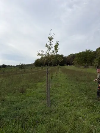 Foto treephoto-x5evrf9w2r6seahrvj9rdo8d.jpeg