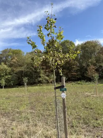 Foto treephoto-yvzcw2ky7i6ba7e4yceekjkn.jpeg