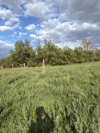Foto treephoto-p3onm3yytqzwtdj75bh982j7.jpeg