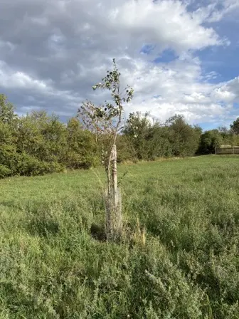 Foto treephoto-paddhcf2ywagui5mqltzxmw2.jpeg