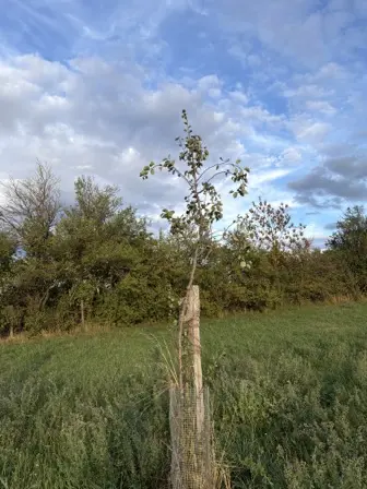 Foto treephoto-y5yxrk3rirgannooyzx7mbcq.jpeg