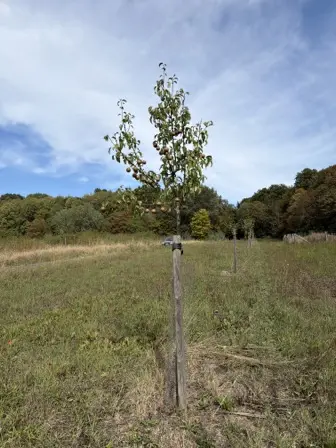 Foto treephoto-bg3q7vc18ygmz1g9ne31vzap.jpeg
