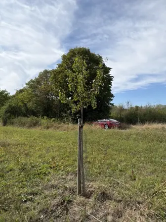 Foto treephoto-j2smrdv367eiiq2f7zklcq20.jpeg