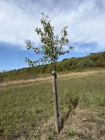 Foto treephoto-ja4wtlj4xsc2yl9edfaq107c.jpeg