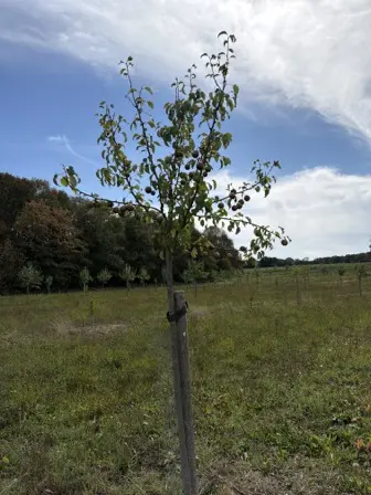 Foto treephoto-murtop8326i8s2siiks791gf.jpeg