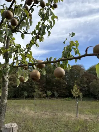 Foto treephoto-wu9a3gvhxlp4a9r8xd7thwe8.jpeg