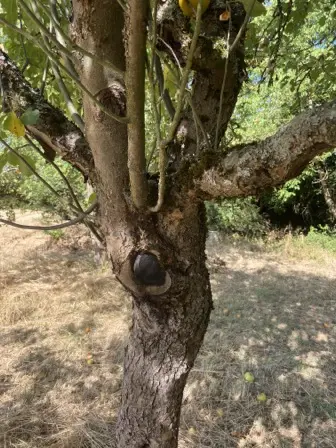 Foto treephoto-ch0ra6jjfqh30xav7o15nxrj.jpeg