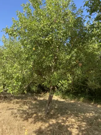 Foto treephoto-ienvqi1qjf60vtsfxhw0ai33.jpeg