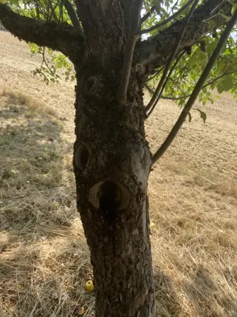 Foto treephoto-ou2xi0j41jdtv3g4kjk6l9mc.jpeg