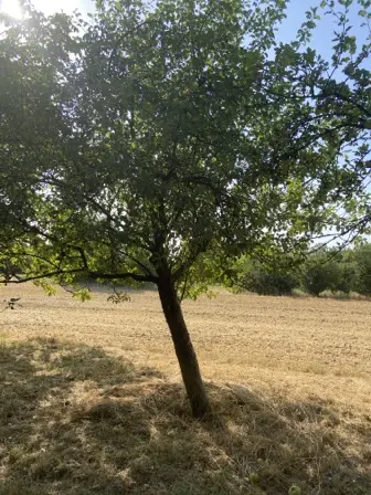 Foto treephoto-py4se4mxwonhwmp6lbkgjpup.jpeg