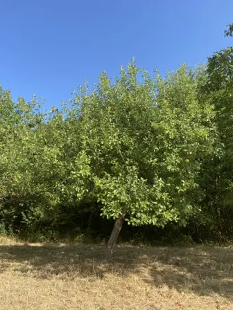 Foto treephoto-q6bxrqwh83uoplwdgbncqjou.jpeg