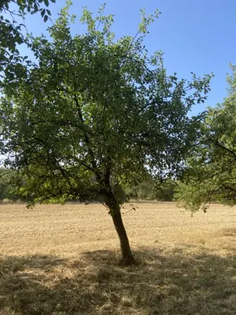 Foto treephoto-r0avfudmab0ha7hlk3yfex83.jpeg
