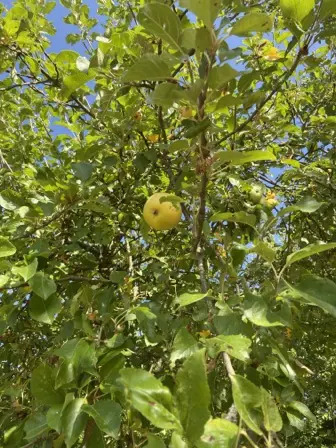 Foto treephoto-s868vxpgp8i5slrdp82c0ym8.jpeg