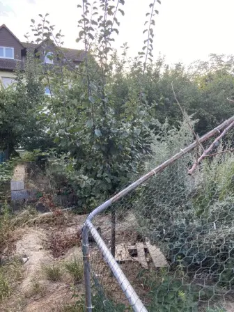 Foto treephoto-cdzmgvzqqv6j8uvlk4vvnr1s.jpeg