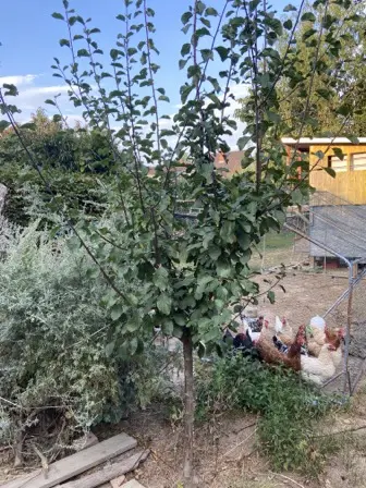 Foto treephoto-hjvef5d6huya2h3q4qaehsyq.jpeg