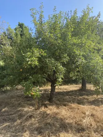 Foto treephoto-a4mn0yh7d6k4fjk2eteu5atw.jpeg