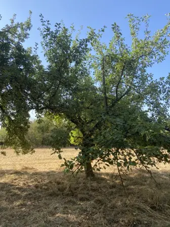 Foto treephoto-b0mg2o22gwpa4nmvnizwdf5e.jpeg