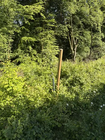 Foto treephoto-n6zp9n7u2lzd1f9sivg1qoaw.jpeg