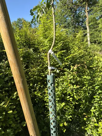 Foto treephoto-qrp2pn6fjzdexsmwb6i610sv.jpeg