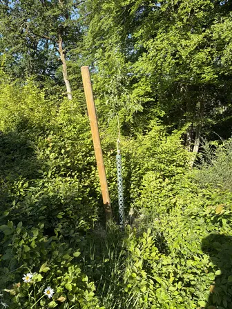 Foto treephoto-u3xp8knxhcqkta0cedaies8p.jpeg