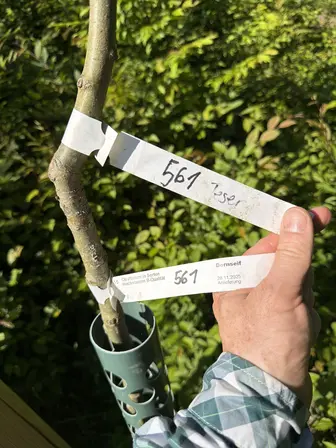 Foto treephoto-ywddd5wrqujnas32p8p2zy1a.jpeg