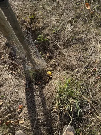 Foto treephoto-equylsb3hbrn053g81nospoh.jpeg
