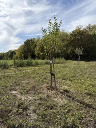 Foto treephoto-gpp4afjjw0s5elfg0jcewkzu.jpeg