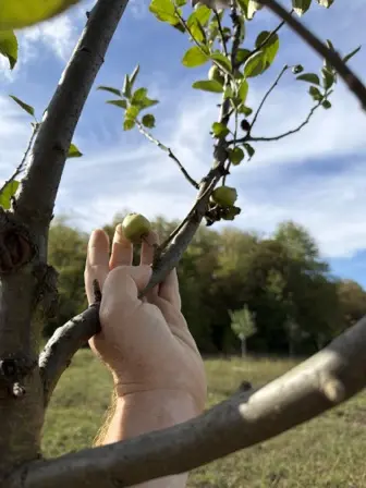 Foto treephoto-s3ktne6s0zvz1z2va5i99q4u.jpeg