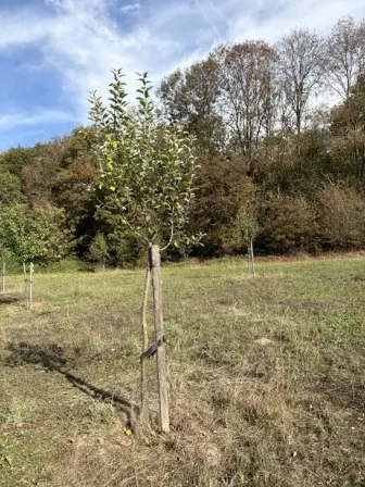 Foto treephoto-w28pxh7e5fbi0fm6f0u7zyd4.jpeg
