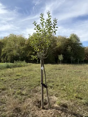 Foto treephoto-ws1iqj2omnr9363cy3vad9v0.jpeg