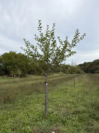 Foto treephoto-nioe5dhtcuc2wl31nf6msobm.jpeg