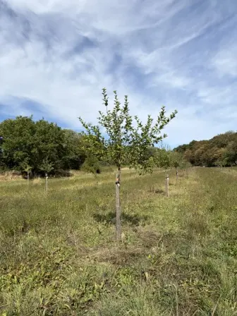 Foto treephoto-pd2pgxclbupvflxdhp4uyp9c.jpeg