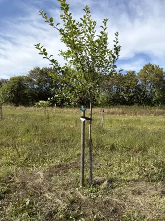 Foto treephoto-qikefoqzzg74rss6q9vdd3j3.jpeg