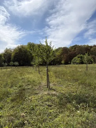 Foto treephoto-qweoda67hd35ouvpoevhwcu0.jpeg