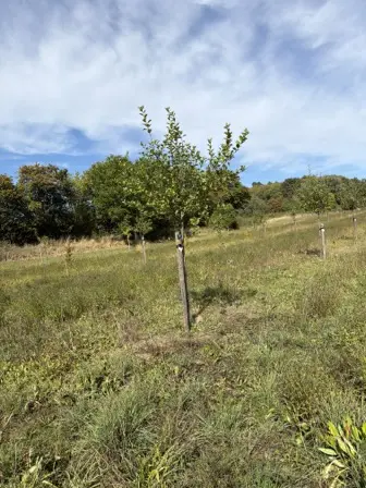 Foto treephoto-xq4gt2u9os90a4bdghkc0h31.jpeg
