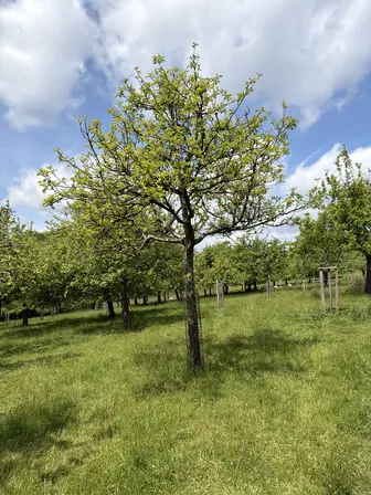 Foto treephoto-azsl3eh1xwh1466o9qduihd6.jpeg