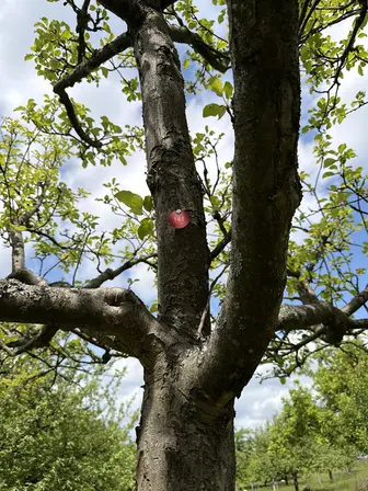 Foto treephoto-i0yh3nk6fqgye9oqknrxwha7.jpeg