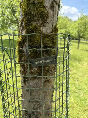 Foto treephoto-r2wtcjeeg8uygas2n2z69s5u.jpeg
